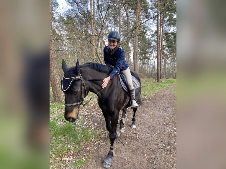 Saxony Anhaltiner Mare 19 years 15,3 hh Bay-Dark in Gifhorn Saxony Anhaltiner Mare 19 years 15,3 hh Bay-Dark in Gifhorn