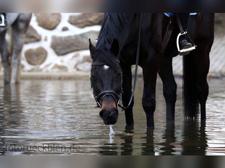 Saxony Anhaltiner Mare 19 years 15,3 hh Bay-Dark in Gifhorn Saxony Anhaltiner Mare 19 years 15,3 hh Bay-Dark in Gifhorn