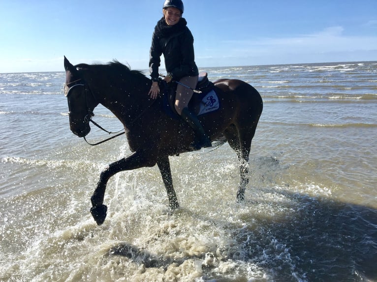 Saxony Anhaltiner Mare 19 years 15,3 hh Bay-Dark in Gifhorn Saxony Anhaltiner Mare 19 years 15,3 hh Bay-Dark in Gifhorn