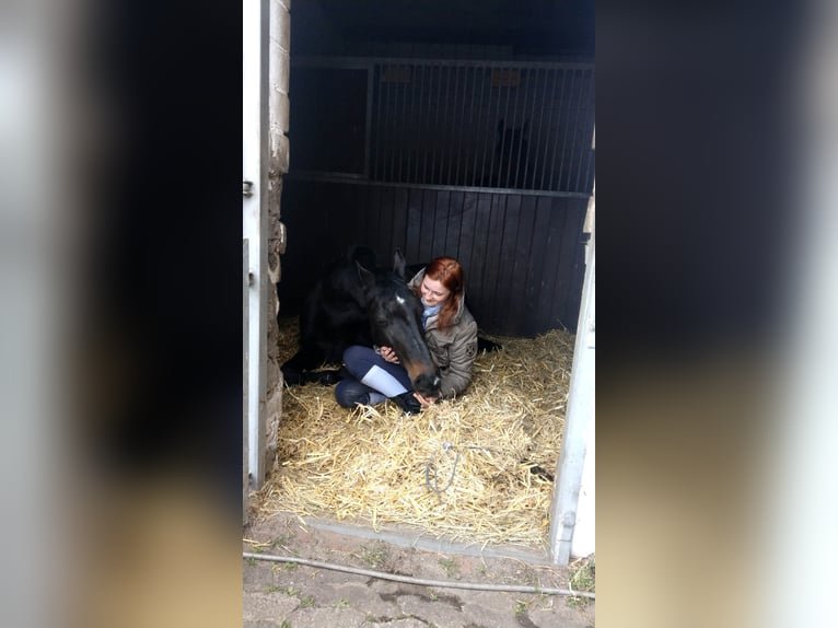 Saxony Anhaltiner Mare 19 years 15,3 hh Bay-Dark in Gifhorn Saxony Anhaltiner Mare 19 years 15,3 hh Bay-Dark in Gifhorn