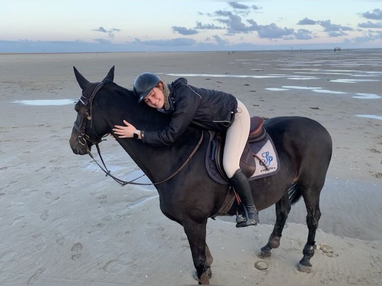 Saxony Anhaltiner Mare 20 years 15,3 hh Bay-Dark in Gifhorn