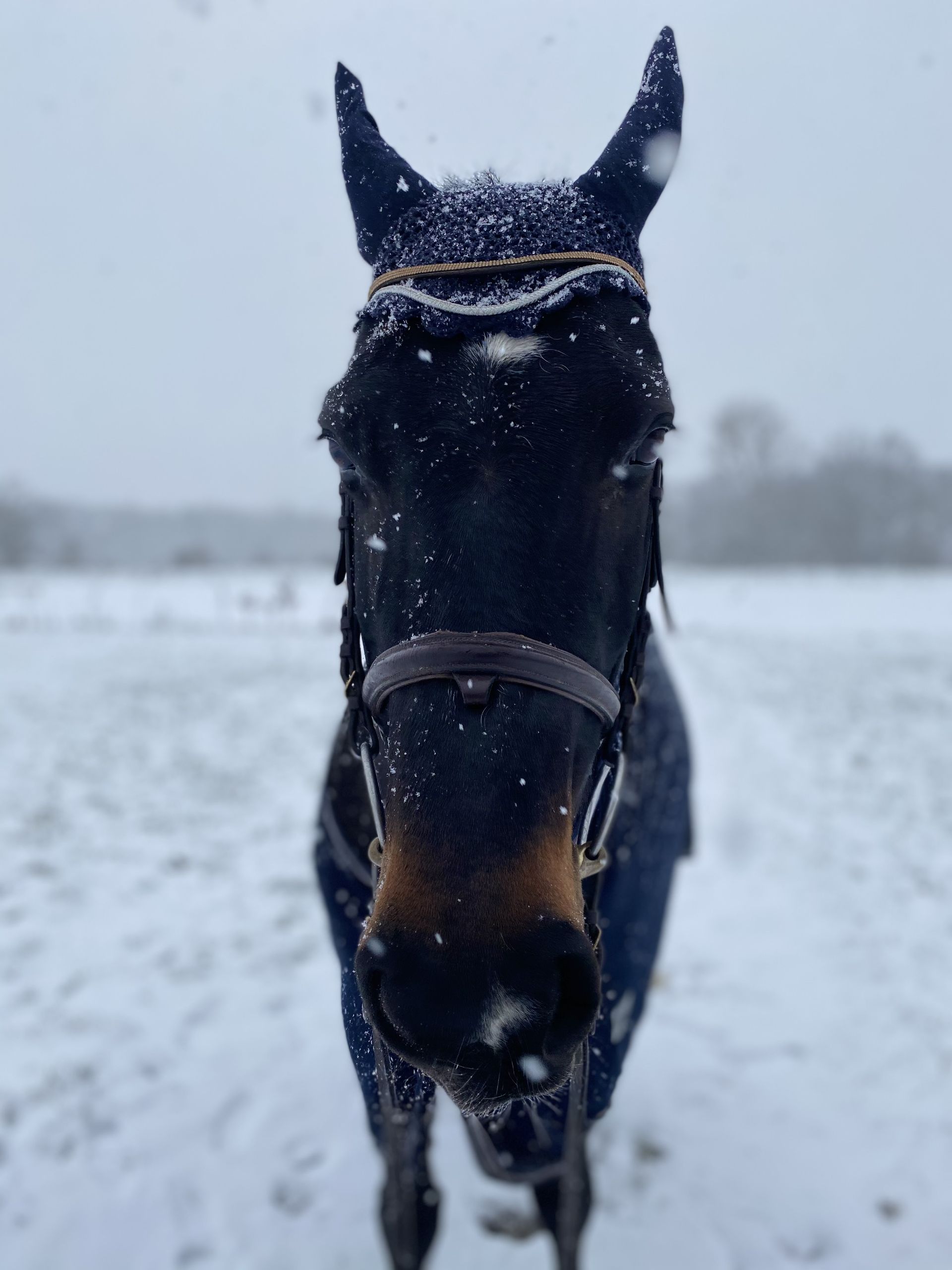 Saxony Anhaltiner Mare 20 years 15,3 hh Bay-Dark in Gifhorn