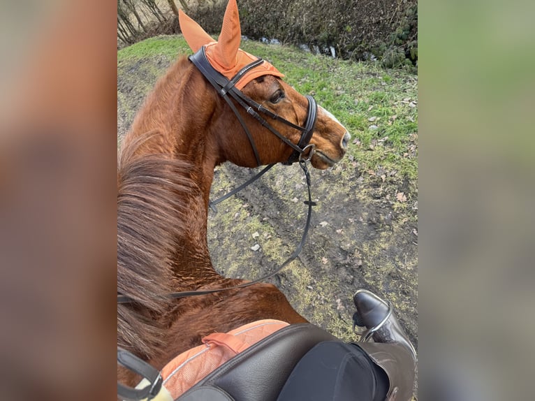 Saxony Anhaltiner Mare 25 years 15.2 hh Chestnut-Red in Halle