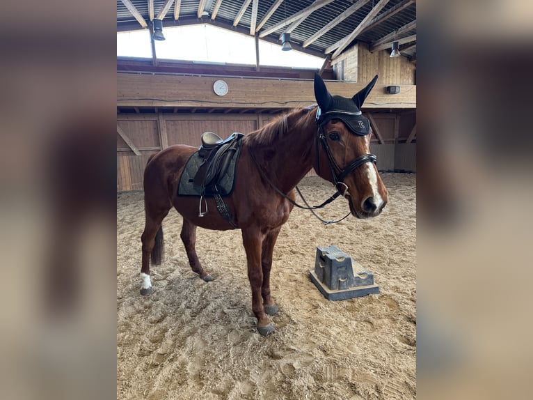 Saxony Anhaltiner Mare 25 years 15.2 hh Chestnut-Red in Halle
