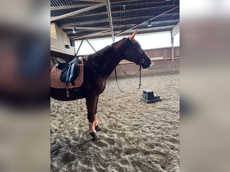 Saxony Anhaltiner Mare 25 years 15,2 hh Chestnut-Red in Halle