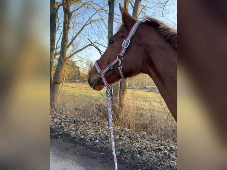 Saxony Anhaltiner Mare 25 years 15,2 hh Chestnut-Red in Halle