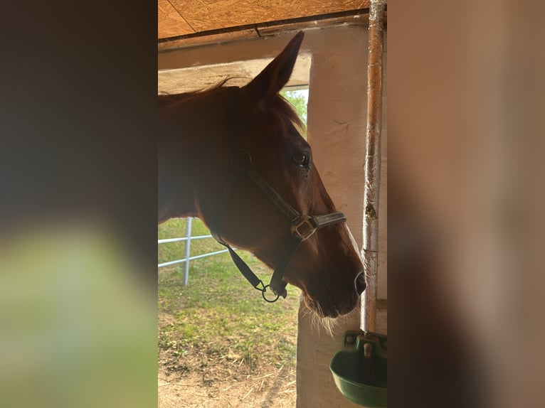 Saxony Anhaltiner Mare 25 years 15,3 hh Chestnut-Red in Halle