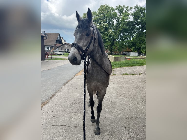 Saxony Anhaltiner Mare 4 years 14,2 hh Can be white in Garbsen