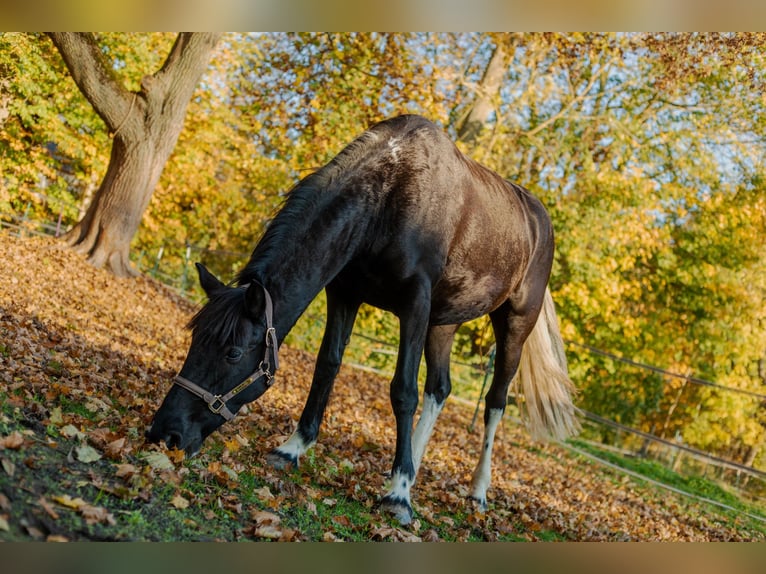 Saxony Anhaltiner Mix Mare 5 years 14,3 hh Pinto in Sonderhofen