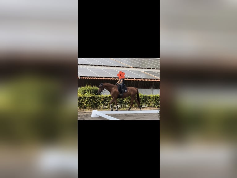 Saxony Anhaltiner Mare 9 years 16.1 hh Chestnut-Red in Werne