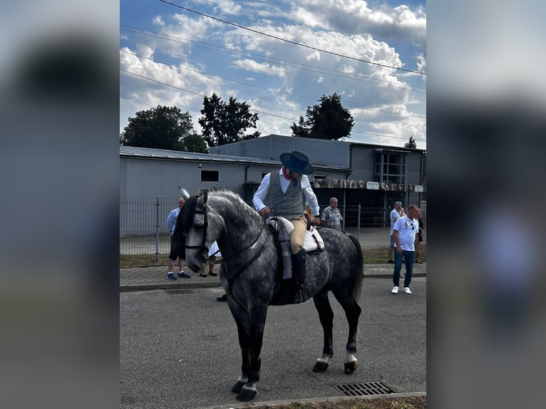 Schlesier Hengst 10 Jaar 166 cm Schimmel in Marklowice