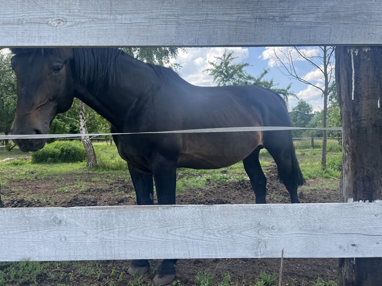 Schlesier Hengst 11 Jaar 170 cm in Dziuplina