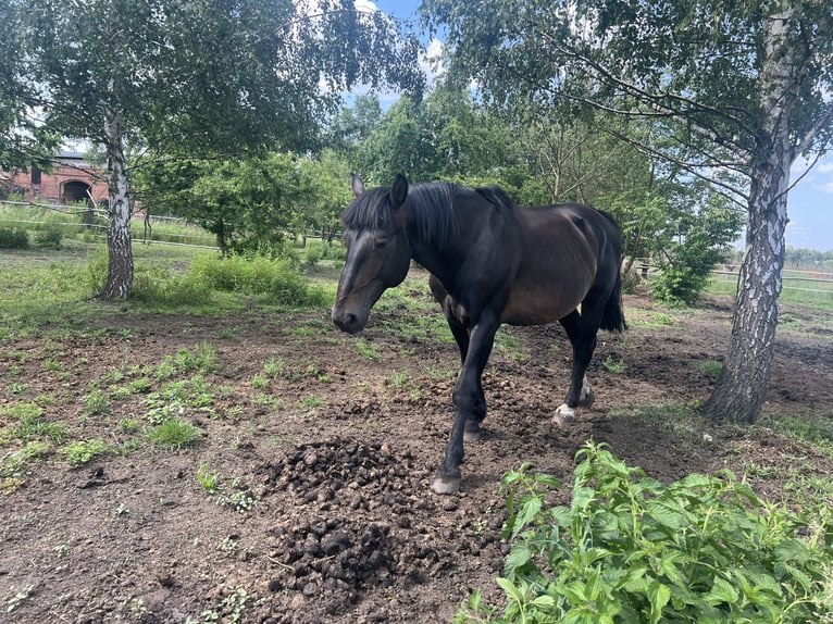 Schlesier Hengst 11 Jaar 170 cm in Dziuplina