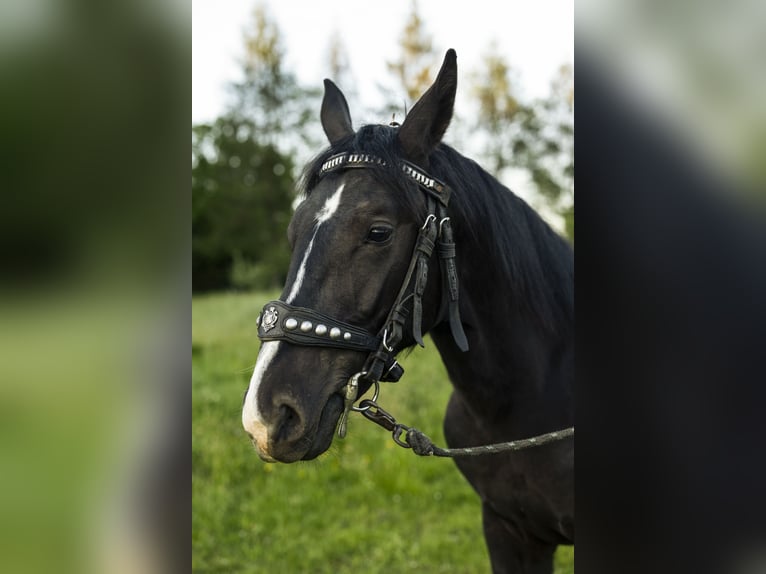 Schlesier Hengst 1 Jaar 147 cm Zwart in Zawadka
