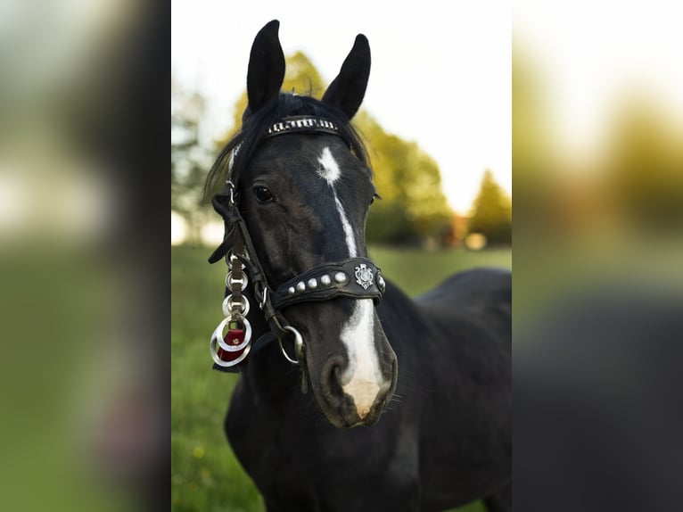 Schlesier Hengst 1 Jaar 147 cm Zwart in Zawadka