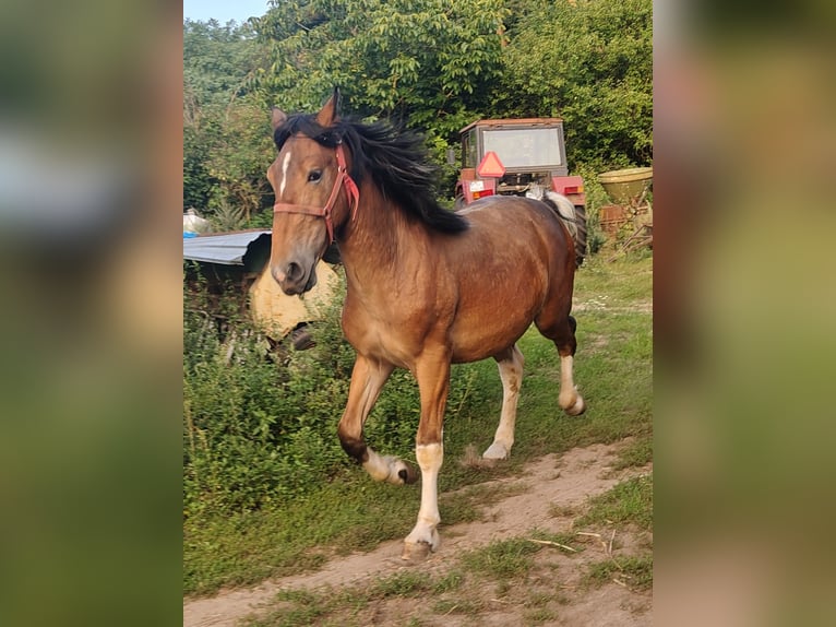 Schlesier Mix Hengst 1 Jaar Sabino in Brzozowa