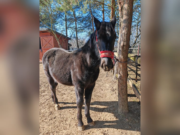 Schlesier Hengst 1 Jahr 145 cm Rappe in Sulmierzyce