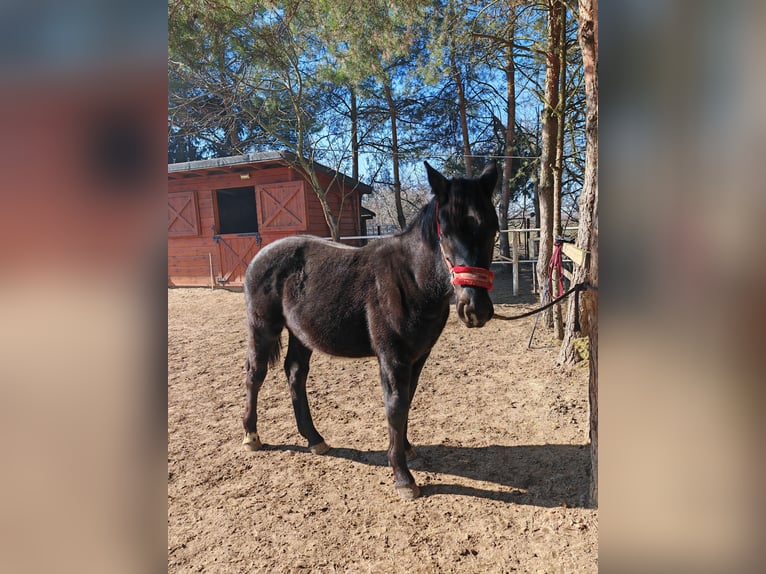 Schlesier Hengst 1 Jahr 145 cm Rappe in Sulmierzyce