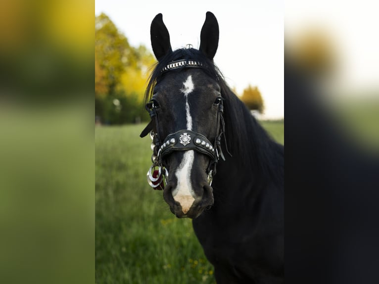Schlesier Hengst 1 Jahr 147 cm Rappe in Zawadka