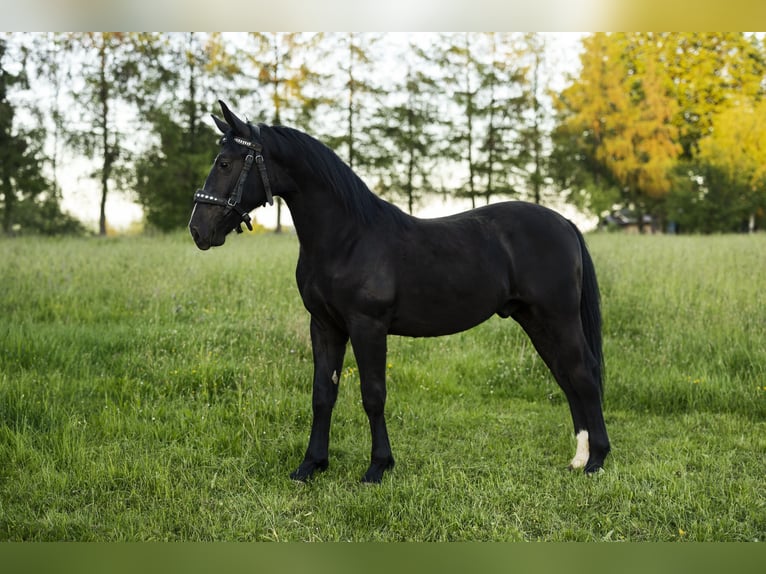 Schlesier Hengst 1 Jahr 147 cm Rappe in Zawadka