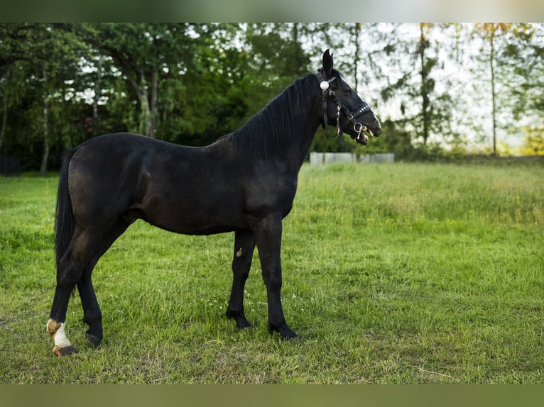 Schlesier Hengst 1 Jahr 147 cm Rappe in Zawadka