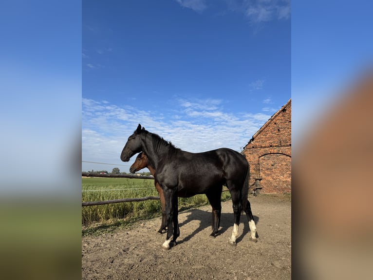Schlesier Hengst 1 Jahr 155 cm Rappe in Ko&#x15B;cian