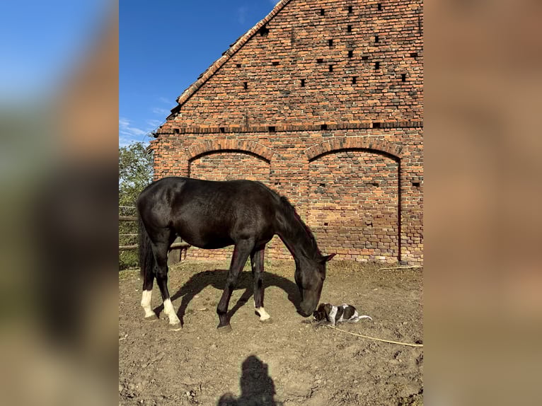 Schlesier Hengst 1 Jahr 156 cm Rappe in Ko&#x15B;cian