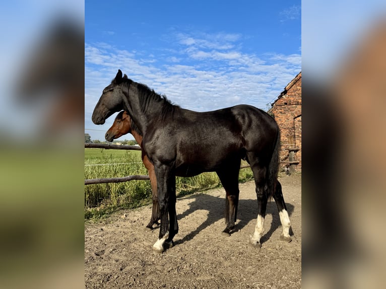 Schlesier Hengst 1 Jahr 156 cm Rappe in Ko&#x15B;cian