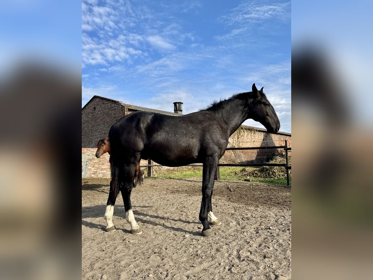 Schlesier Hengst 1 Jahr 156 cm Rappe in Ko&#x15B;cian
