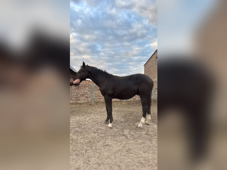 Schlesier Hengst 1 Jahr 156 cm Rappe in Ko&#x15B;cian