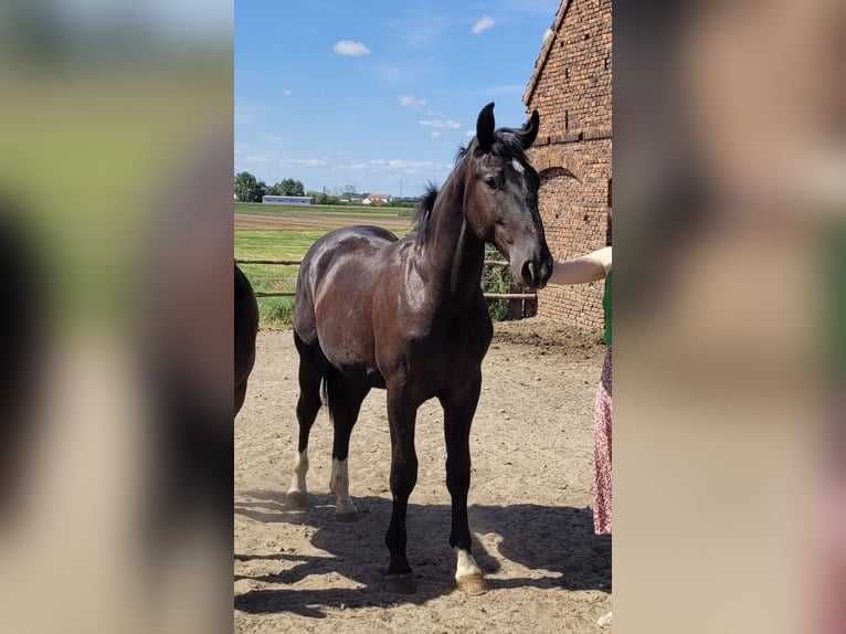 Schlesier Hengst 1 Jahr 156 cm Rappe in Ko&#x15B;cian