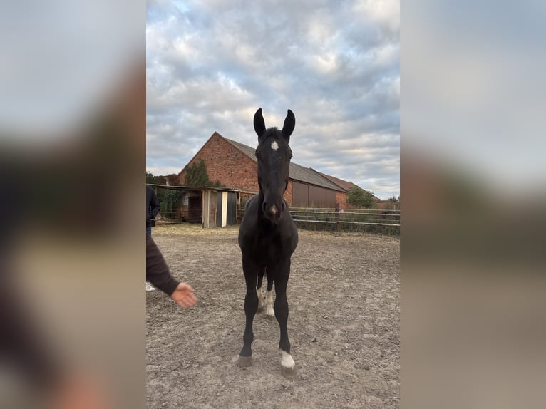 Schlesier Hengst 1 Jahr 156 cm Rappe in Ko&#x15B;cian