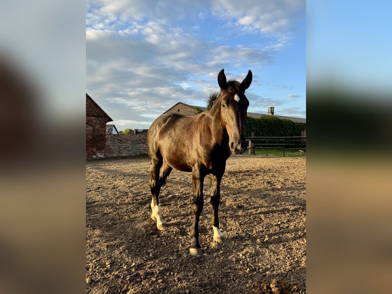 Schlesier Hengst 1 Jahr 156 cm Rappe in Ko&#x15B;cian