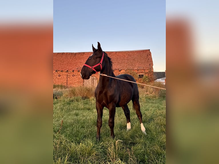 Schlesier Hengst 1 Jahr 157 cm Rappe in Ko&#x15B;cian