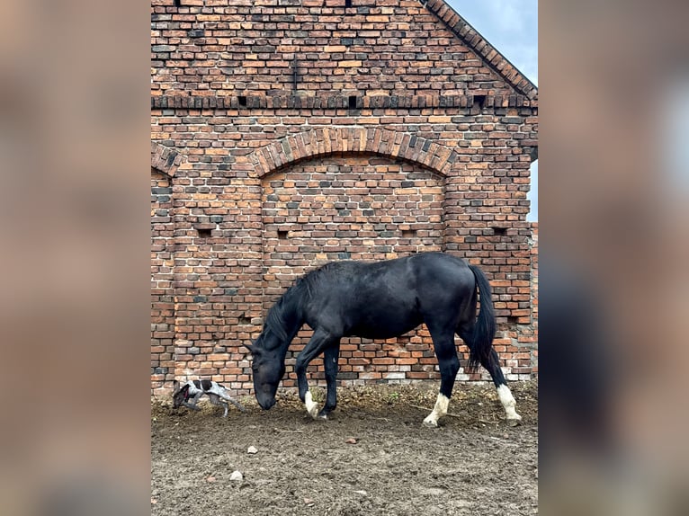 Schlesier Hengst 1 Jahr 157 cm Rappe in Ko&#x15B;cian