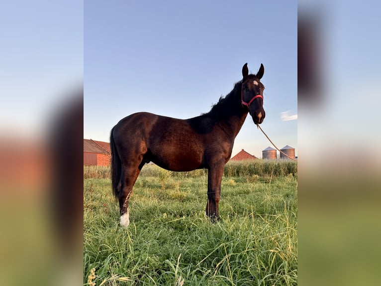 Schlesier Hengst 1 Jahr 157 cm Rappe in Ko&#x15B;cian