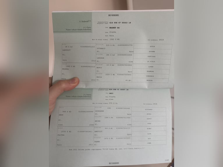 Schlesier Hengst 1 Jahr Rappe in Ko&#x15B;cian