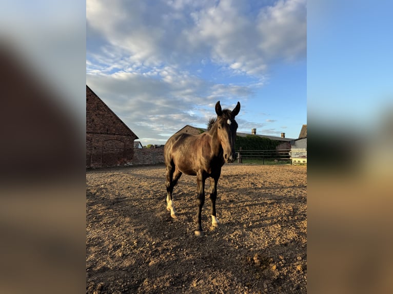 Schlesier Hengst 1 Jahr Rappe in Ko&#x15B;cian