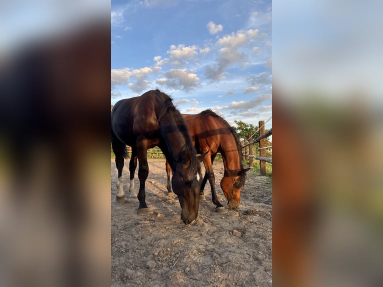 Schlesier Hengst 1 Jahr Rappe in Ko&#x15B;cian