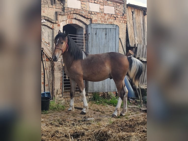 Schlesier Mix Hengst 1 Jahr Sabino in Brzozowa