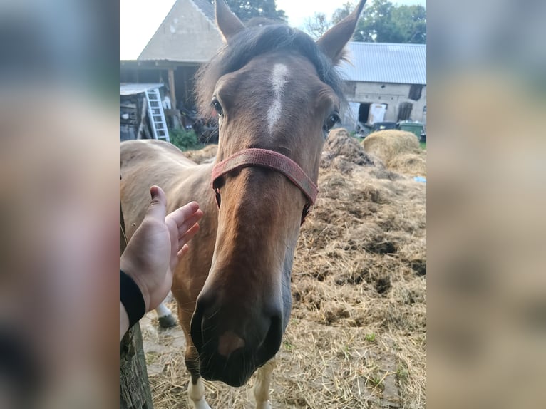 Schlesier Mix Hengst 1 Jahr Sabino in Brzozowa