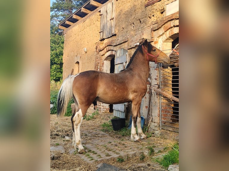 Schlesier Mix Hengst 1 Jahr Sabino in Brzozowa