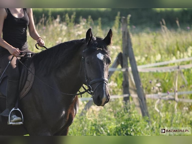 Schlesier Hengst 2 Jaar 156 cm Zwart in Kościan