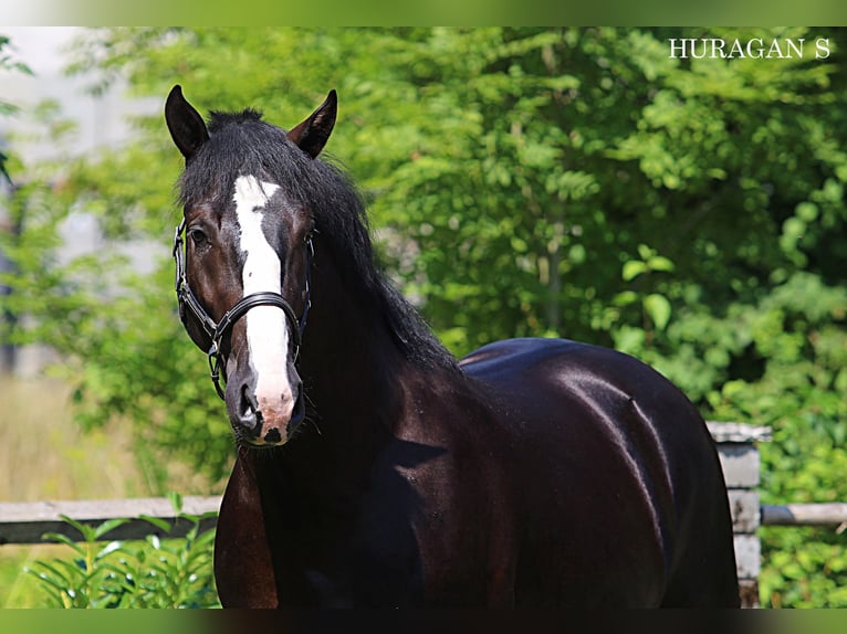 Schlesier Hengst 2 Jaar 166 cm Zwart in Kamnik