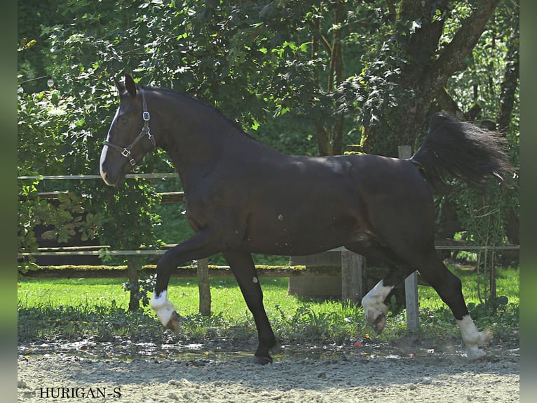 Schlesier Hengst 2 Jaar 166 cm Zwart in Kamnik