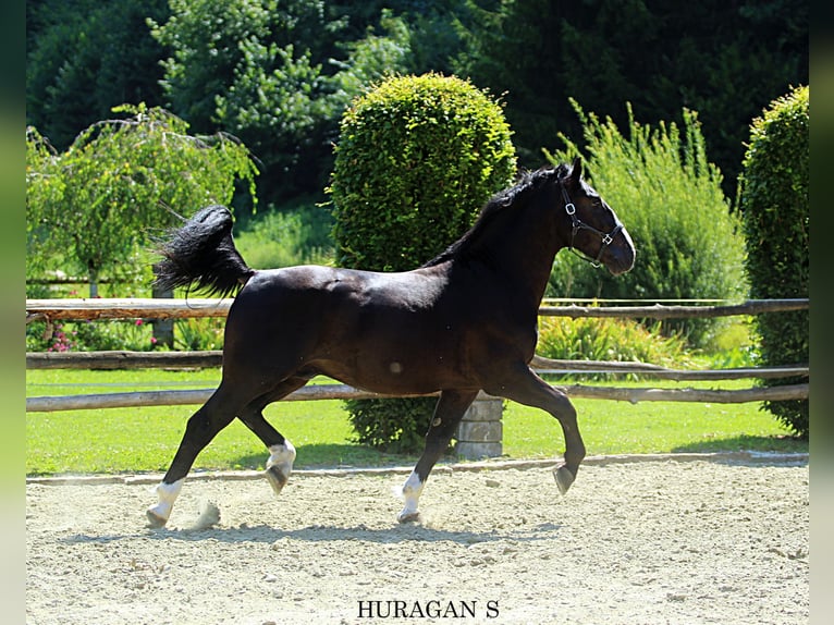 Schlesier Hengst 2 Jaar 166 cm Zwart in KAMNIK