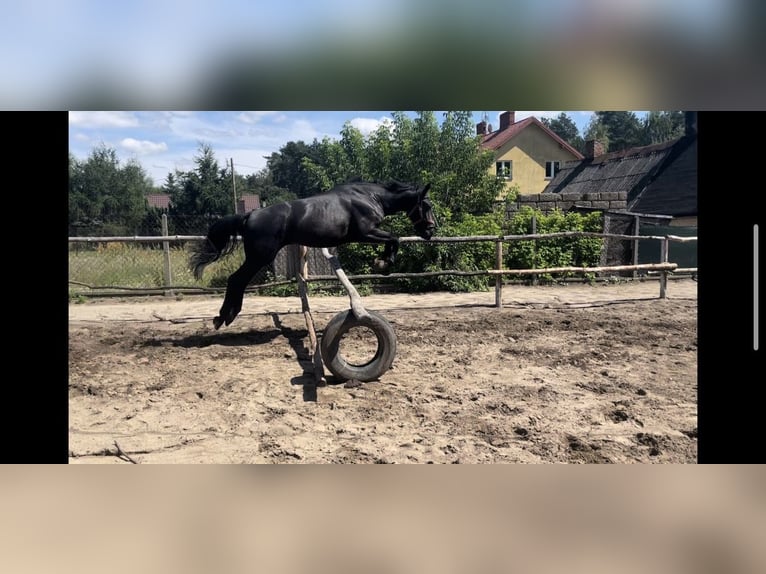 Schlesier Hengst 2 Jaar in Ozorków