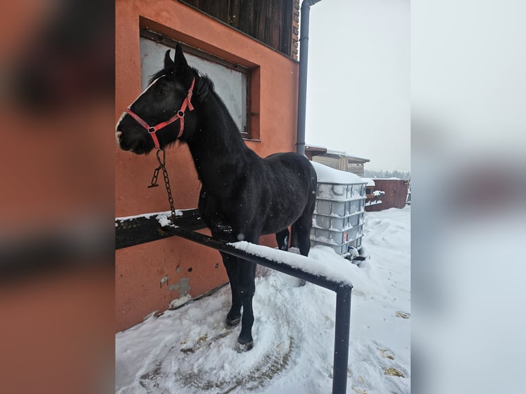 Schlesier Hengst 2 Jahre 158 cm Rappe in Wilczyska