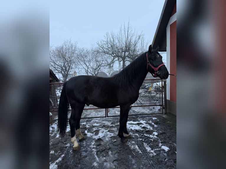 Schlesier Hengst 2 Jahre 163 cm Rappe in Konieczno