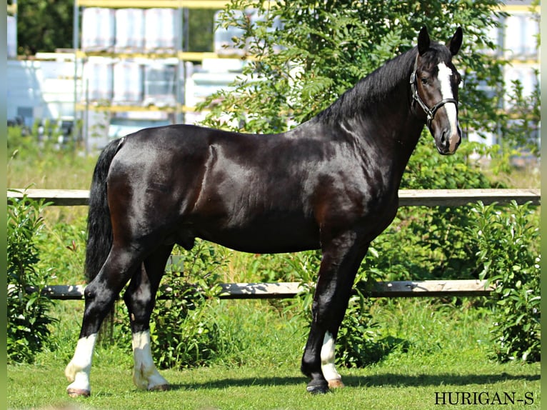 Schlesier Hengst 2 Jahre 166 cm Rappe in KAMNIK